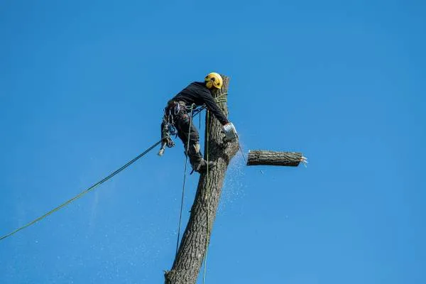 Tree surgeon at work in Inverclyde