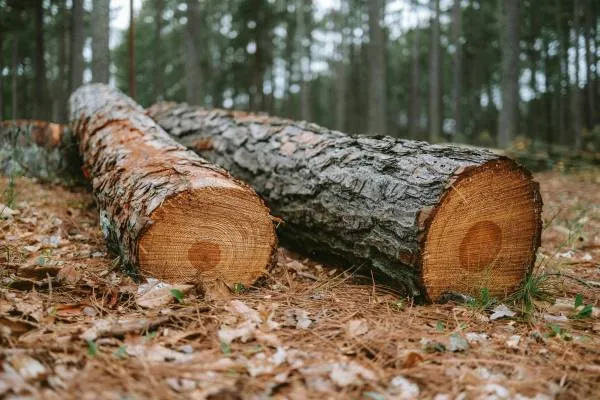 Dangerous Tree Dismantling — Inverclyde