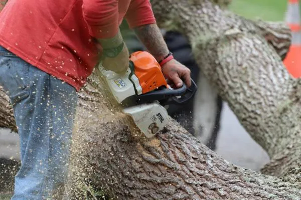 Emergency Tree Removal — Inverclyde