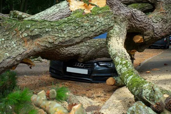 Storm Damage & Fallen Trees — Inverclyde