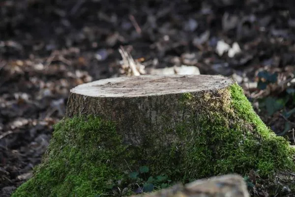 Stump Grinding — Inverclyde
