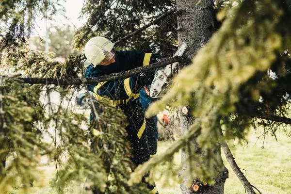 Tree surgery work example 1 — Inverclyde