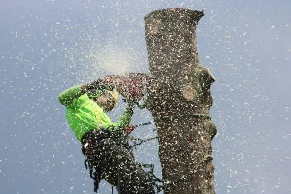 Tree surgery work example 2 — Inverclyde