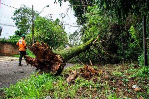 Tree surgery work example 3 — Inverclyde